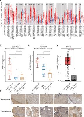 APOBEC3B is overexpressed in cervical cancer and promotes the proliferation of cervical cancer cells through apoptosis, cell cycle, and p53 pathway